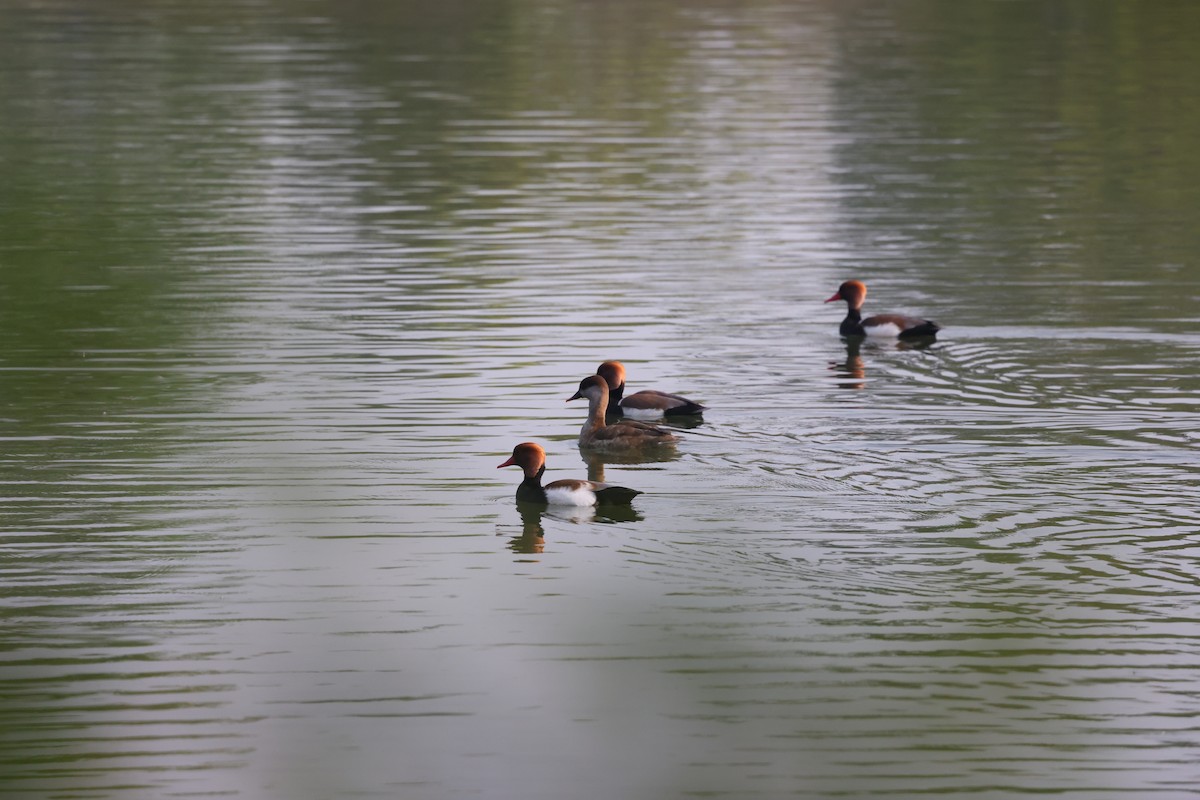 Red-crested Pochard - ML611889452