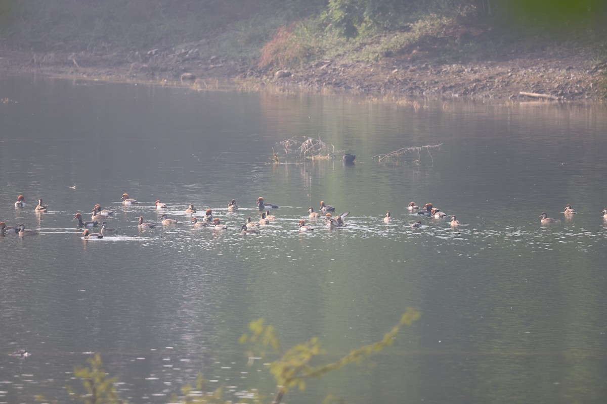 Red-crested Pochard - ML611889453