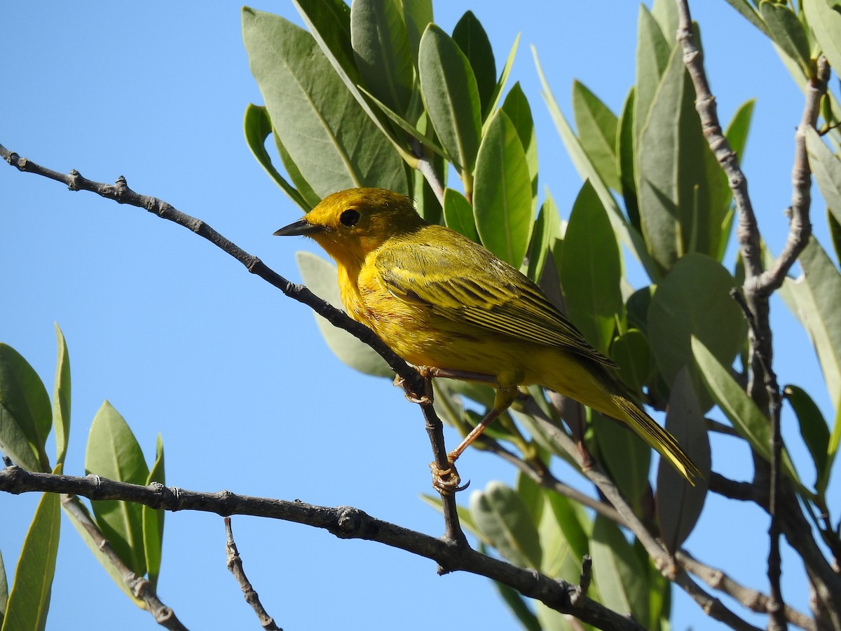 Yellow Warbler - ML611889455