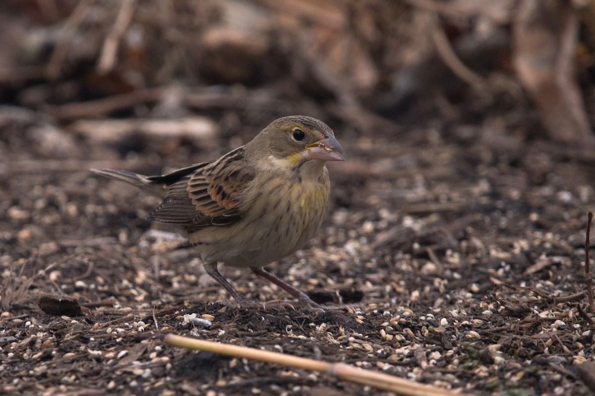 Dickcissel d'Amérique - ML611889535