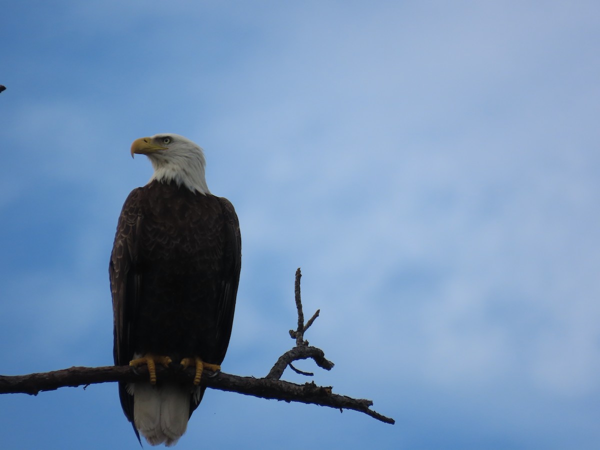 Bald Eagle - ML611889609