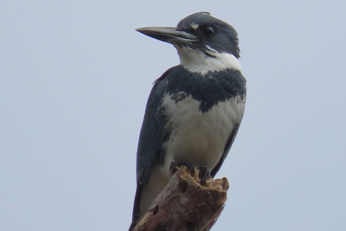 Belted Kingfisher - ML611889634