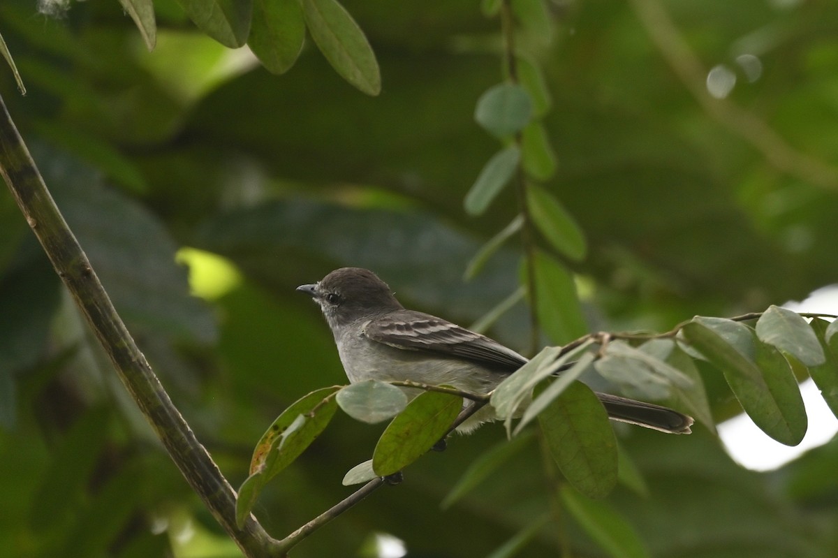 tanımsız Elaenia sp. - ML611889635