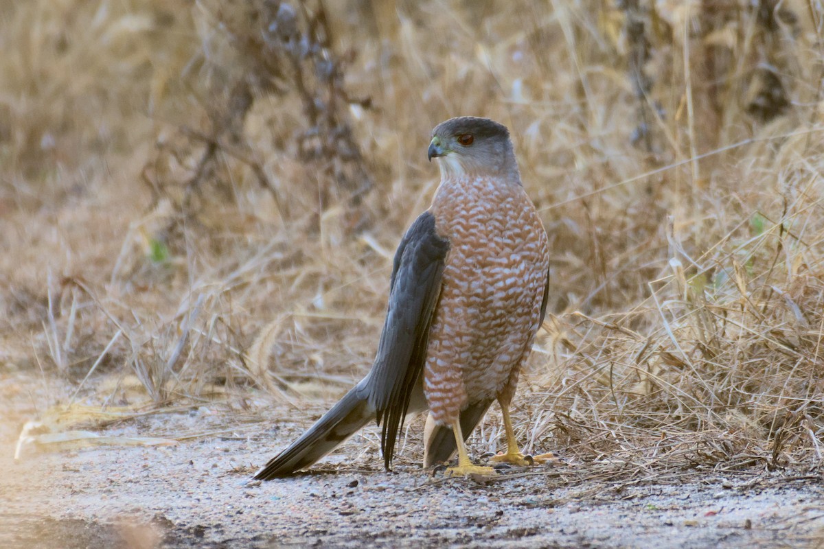 Cooper's Hawk - ML611889647
