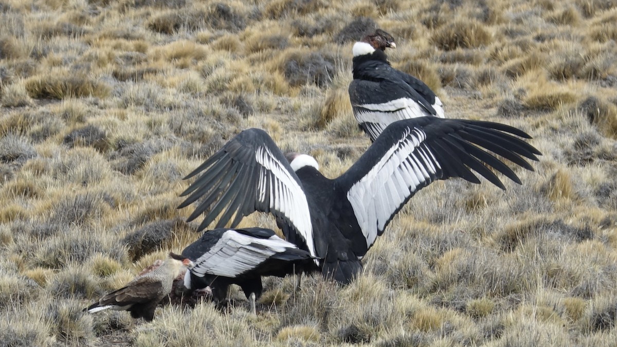 Andean Condor - ML611889731