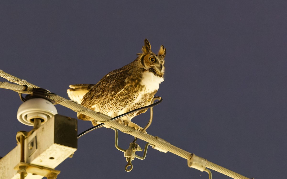 Great Horned Owl - ML611889814