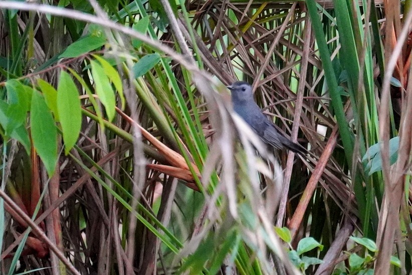 Pájaro Gato Gris - ML611889877