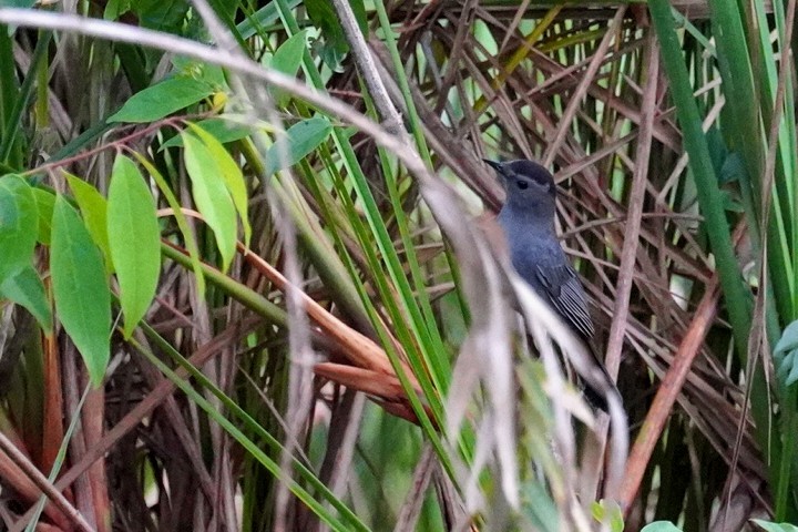 Gray Catbird - ML611889895