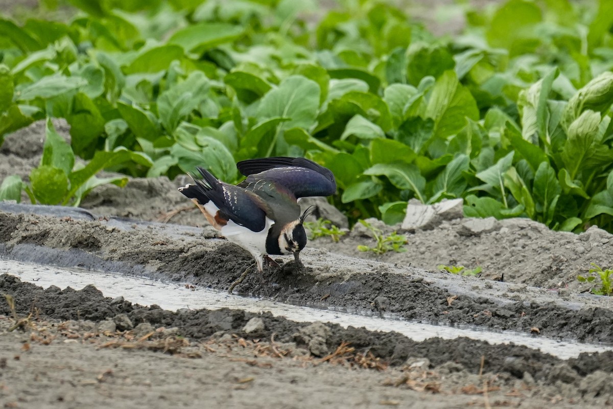 Northern Lapwing - ML611889901