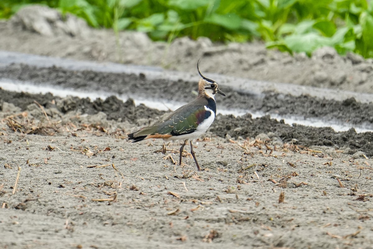 Northern Lapwing - ML611889904