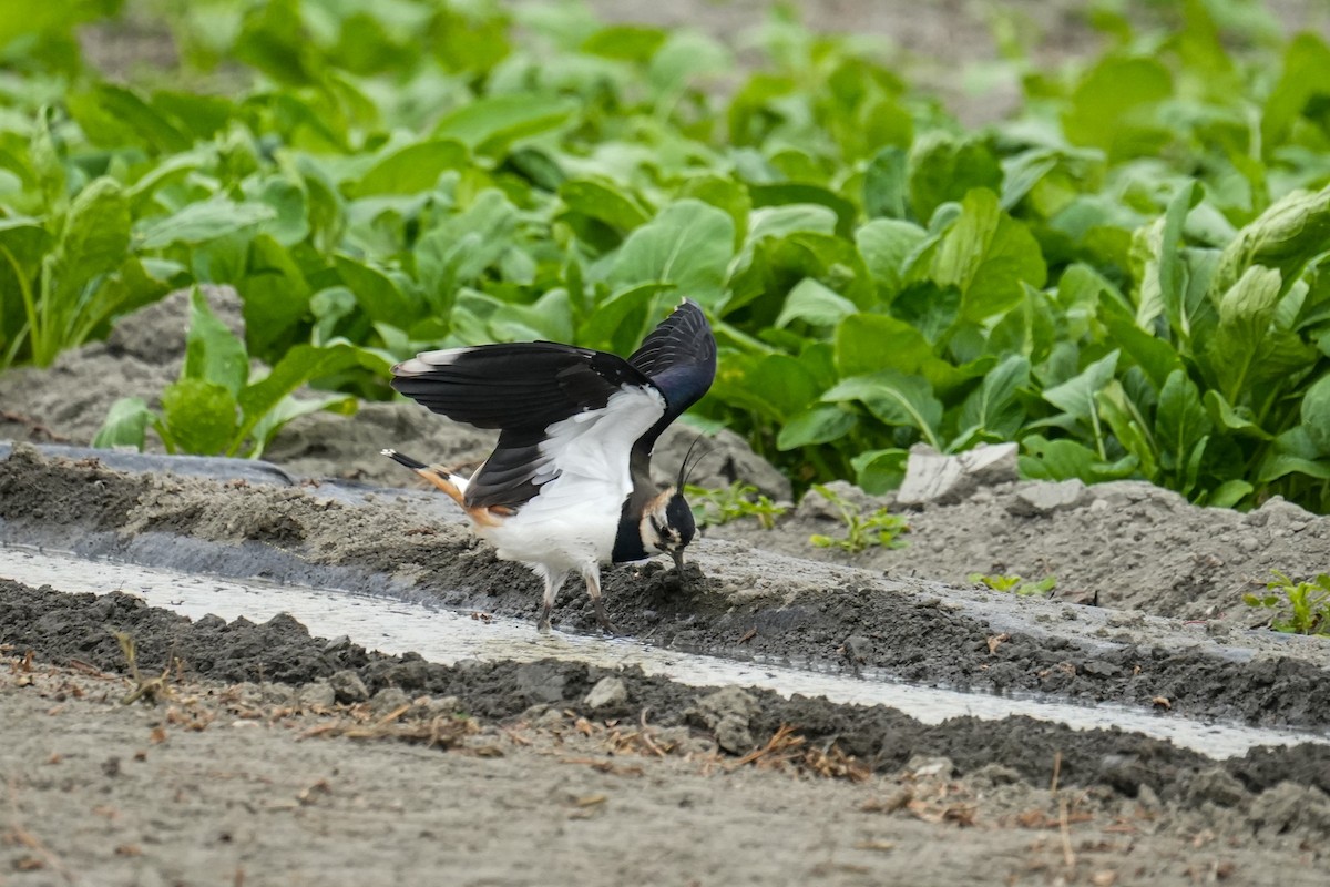 Northern Lapwing - ML611889907