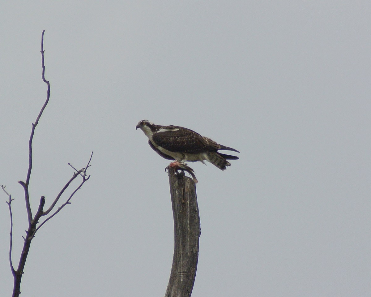 Águila Pescadora (carolinensis) - ML611889912