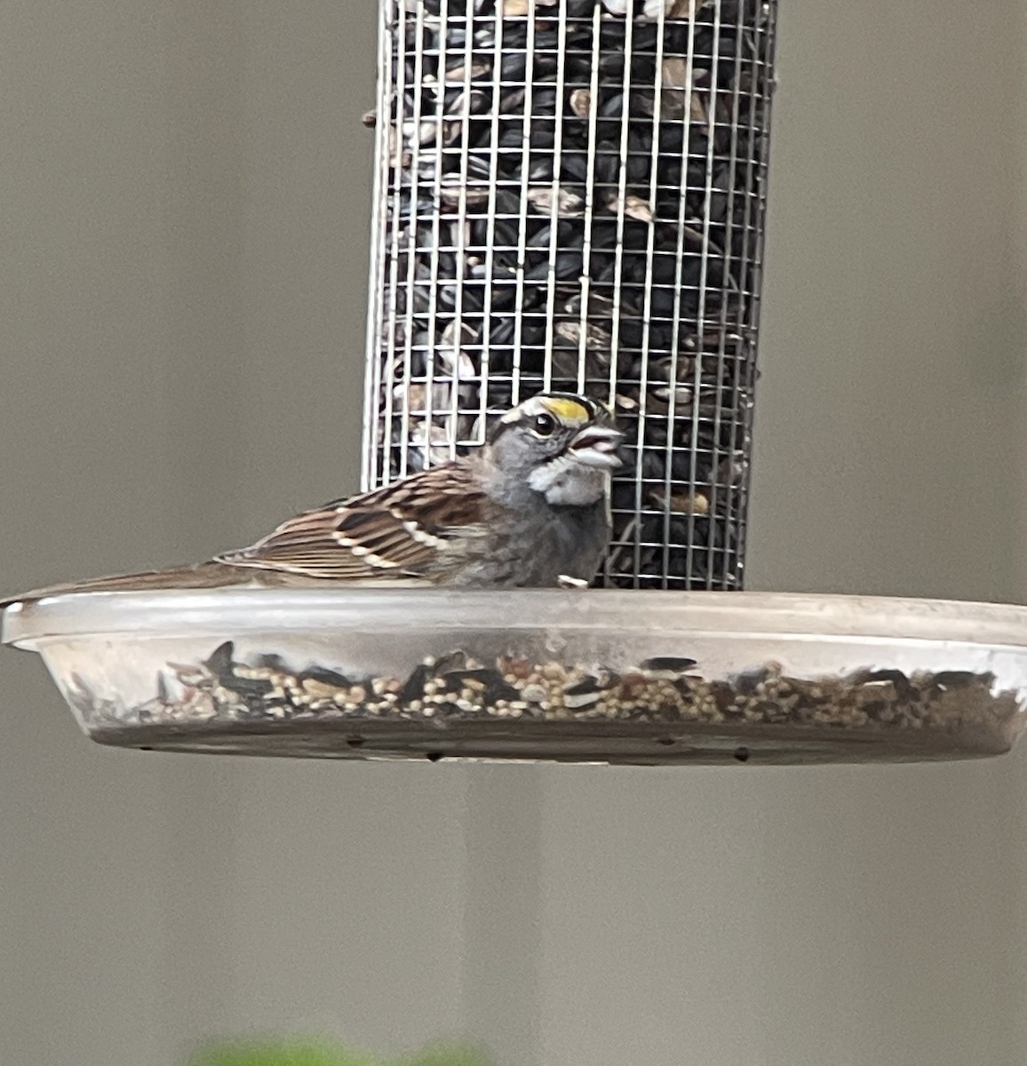 White-throated Sparrow - ML611889915