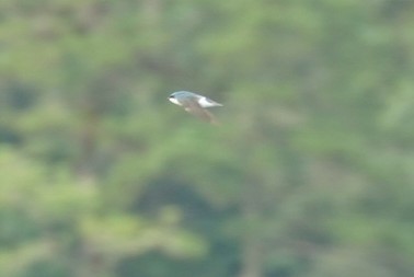 Golondrina Bicolor - ML611889965