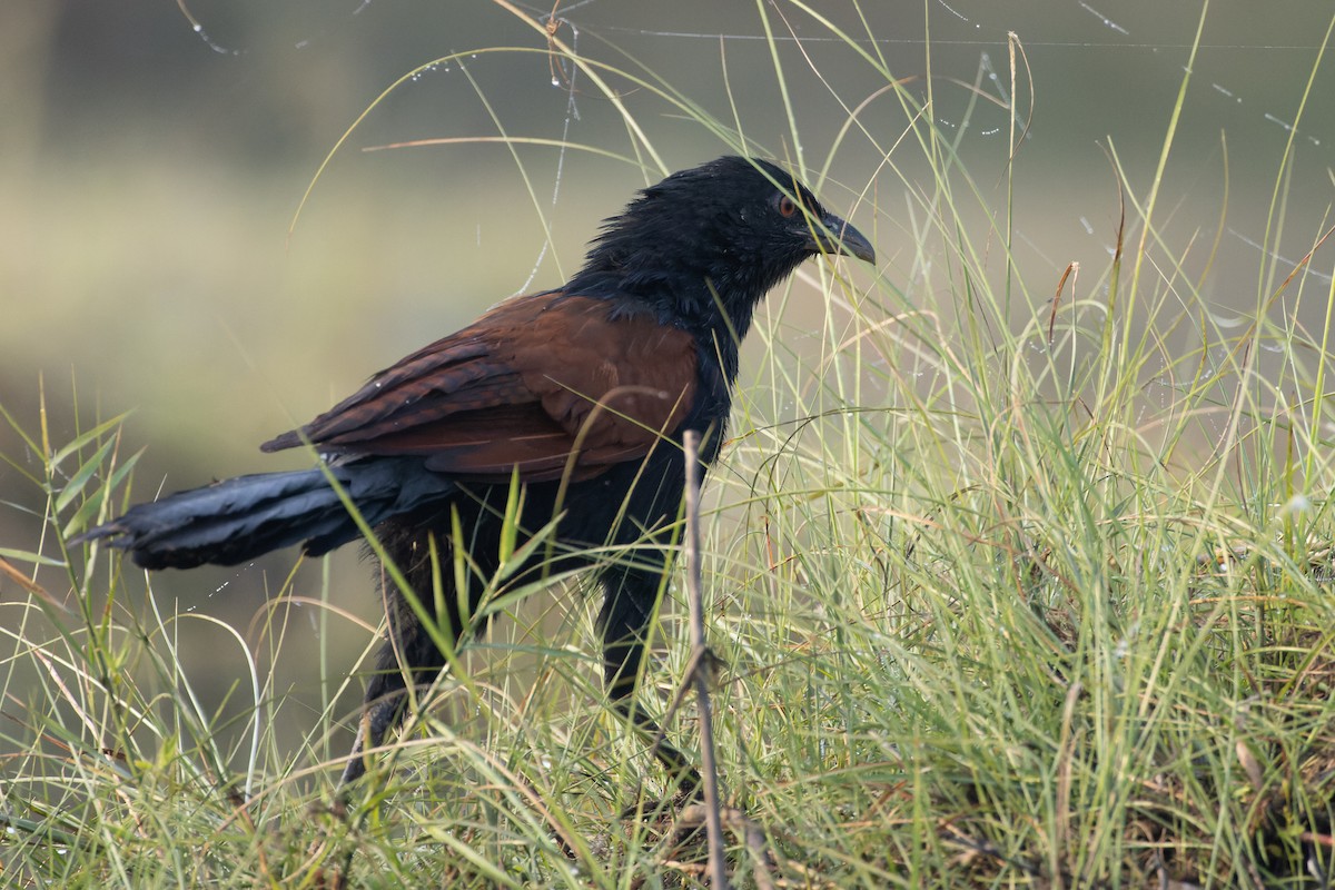 Greater Coucal - ML611890004