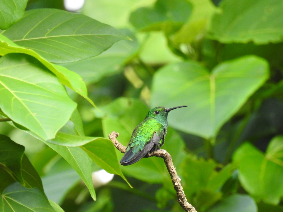 kolibřík smaragdový - ML611890196