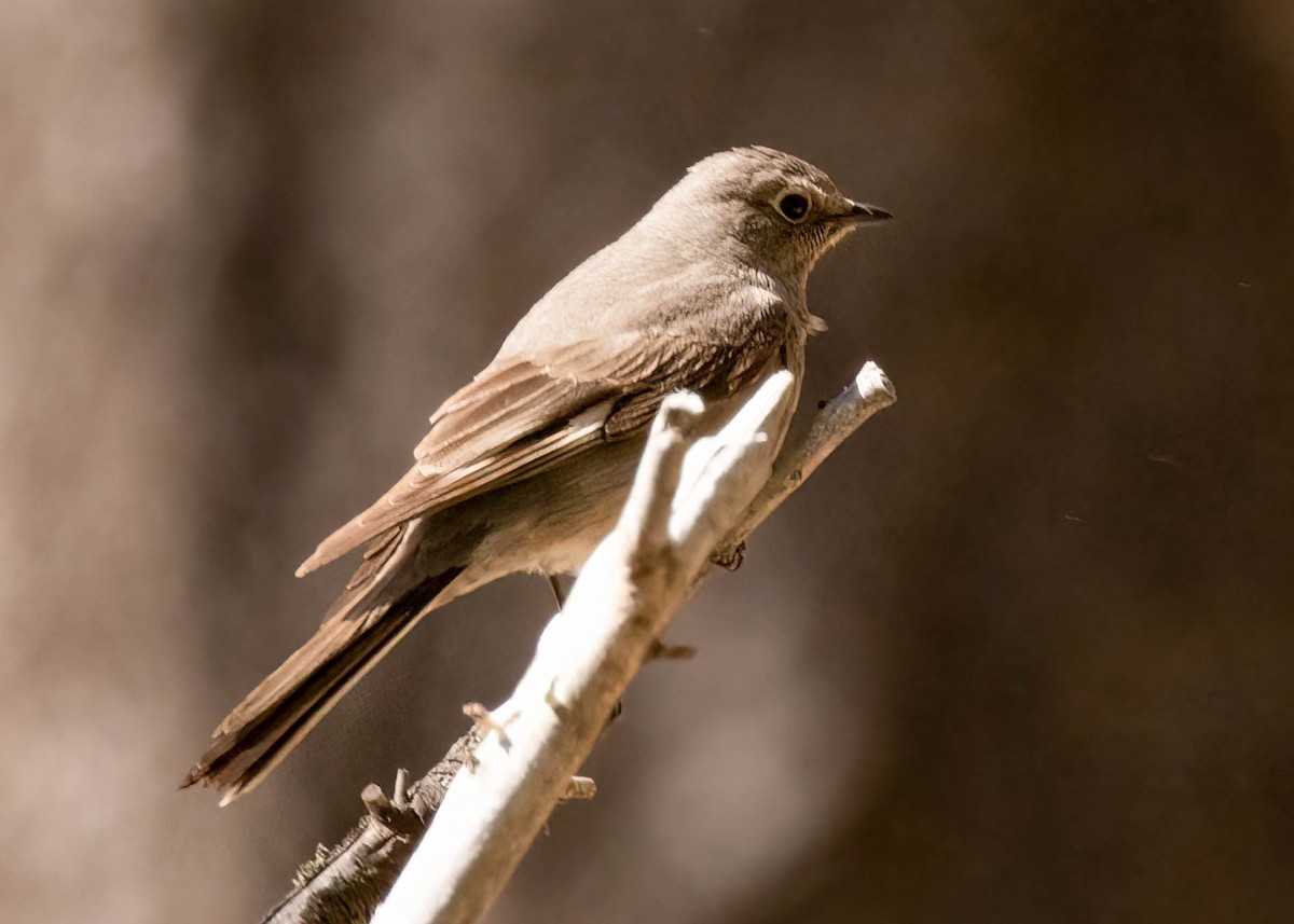Townsend's Solitaire - ML611890216