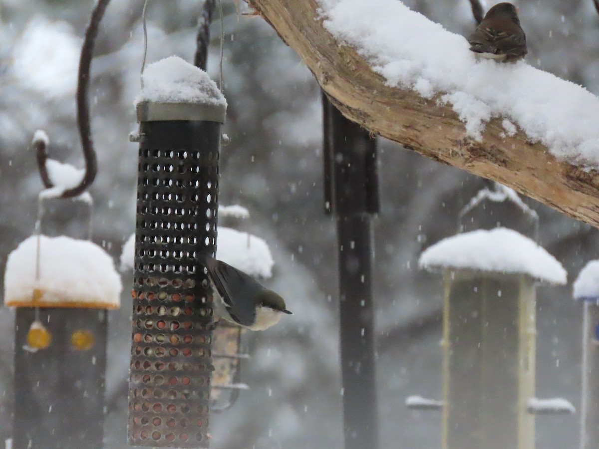 Pygmy Nuthatch - ML611890414