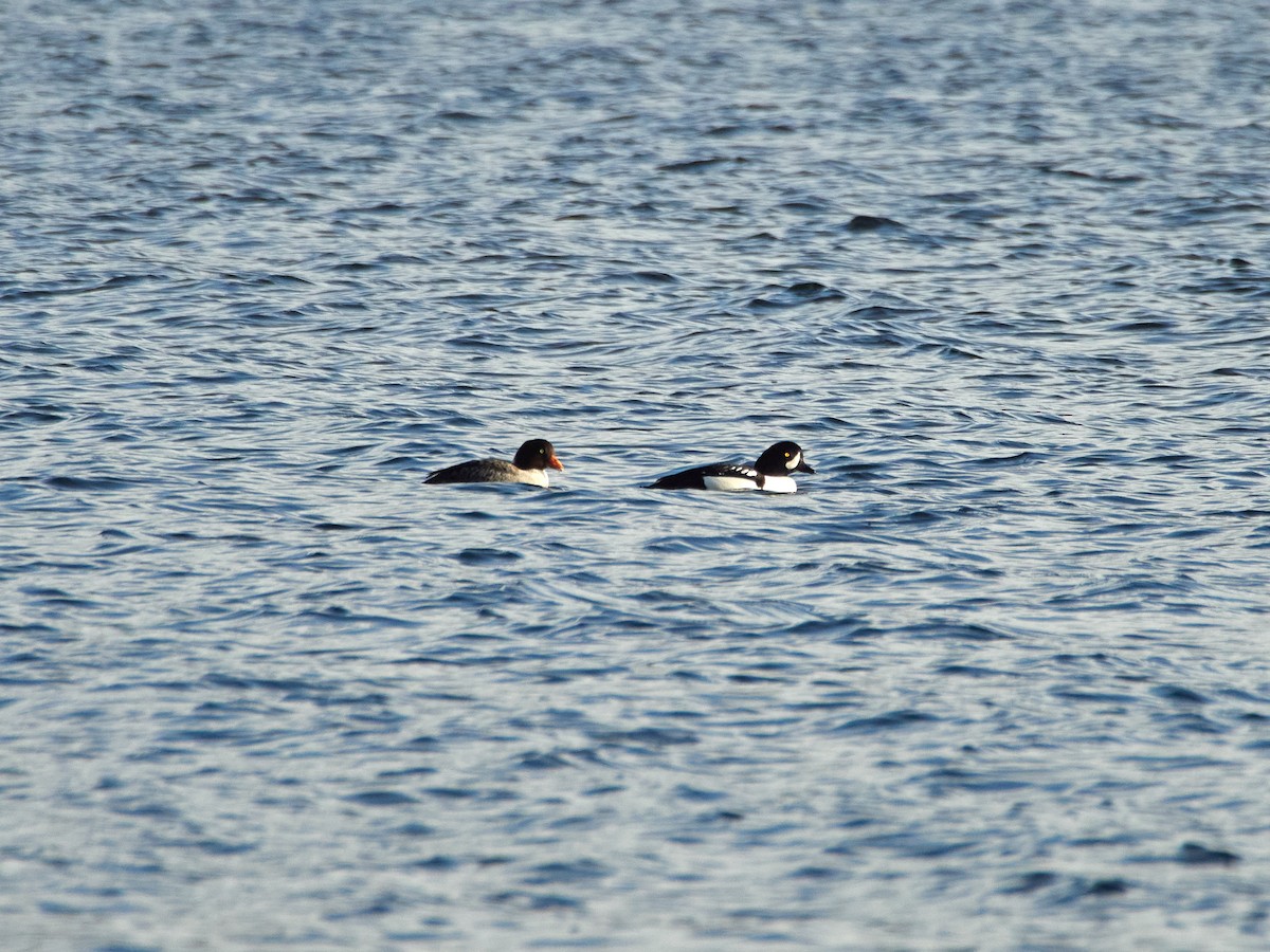 Barrow's Goldeneye - Scott Ramos