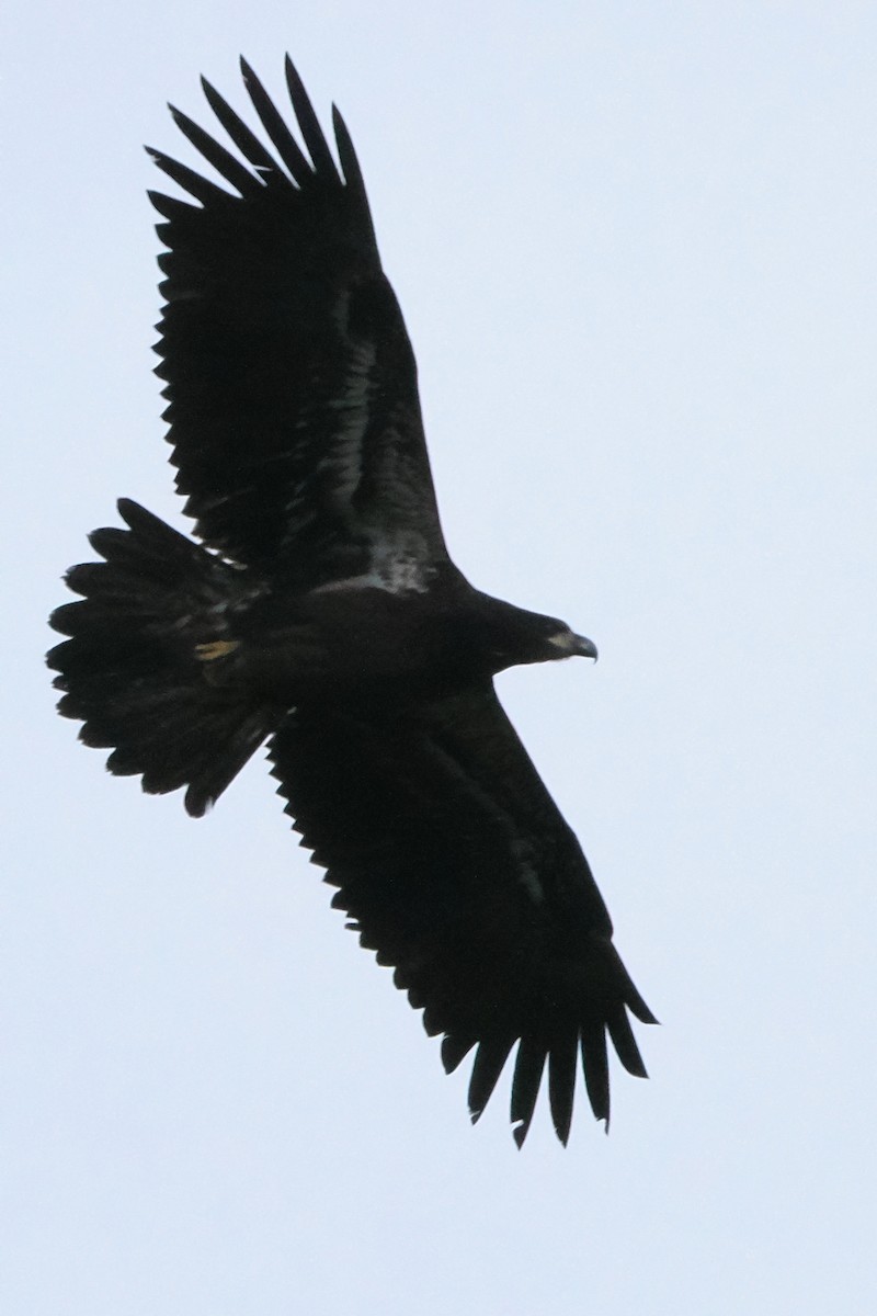 Bald Eagle - ML611890563