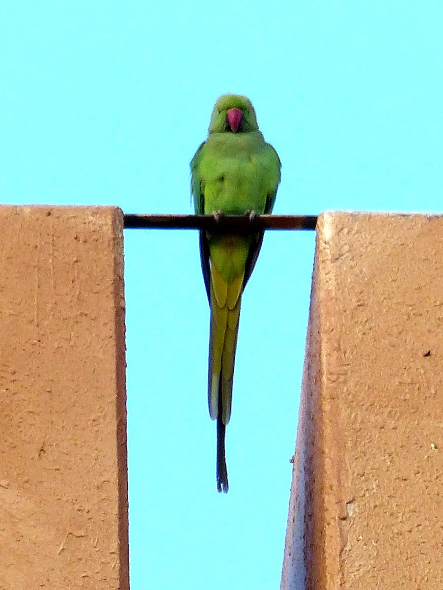 Rose-ringed Parakeet - ML61189071