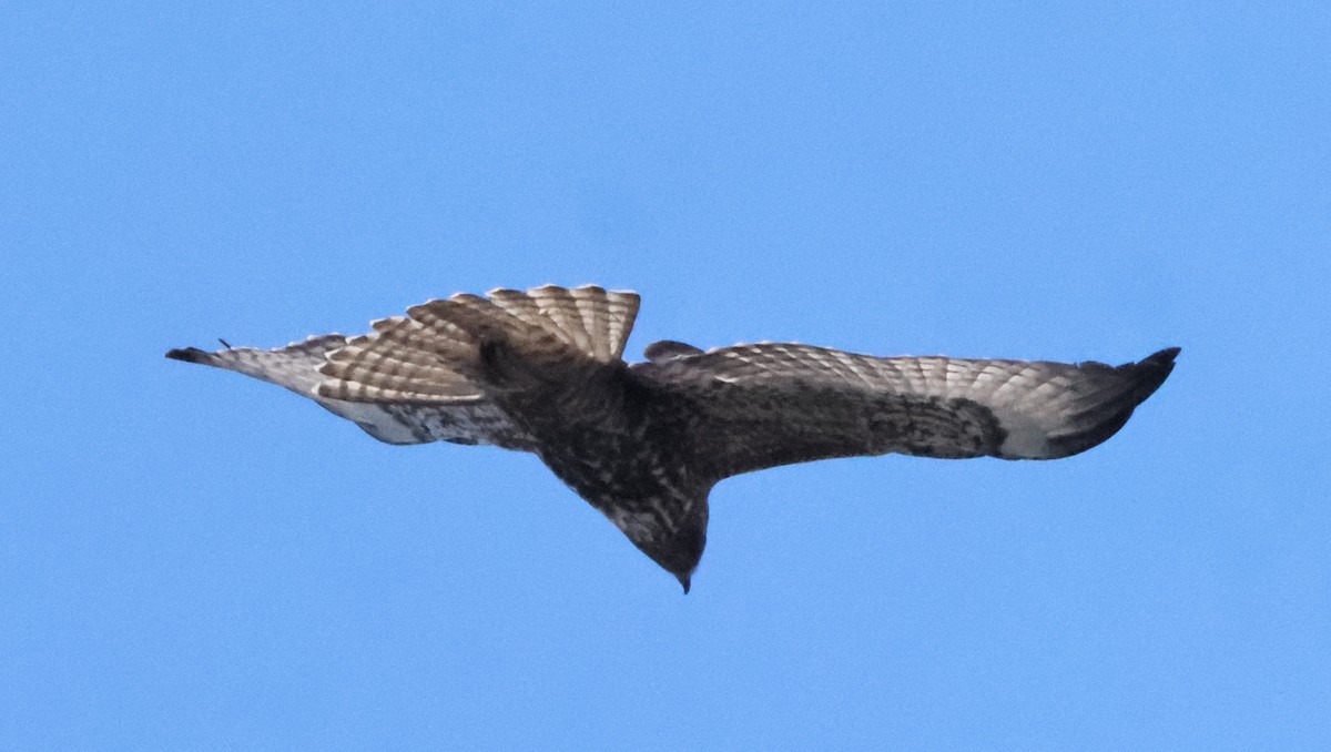 Red-tailed Hawk - ML611890718