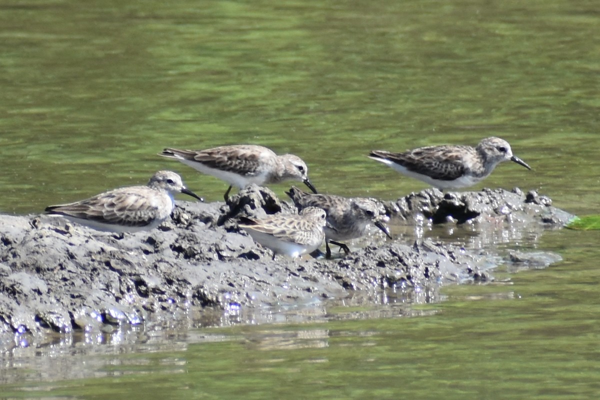 Least Sandpiper - ML611890735