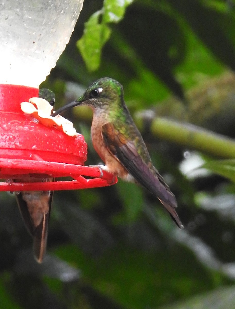 Buff-tailed Coronet - ML611890822