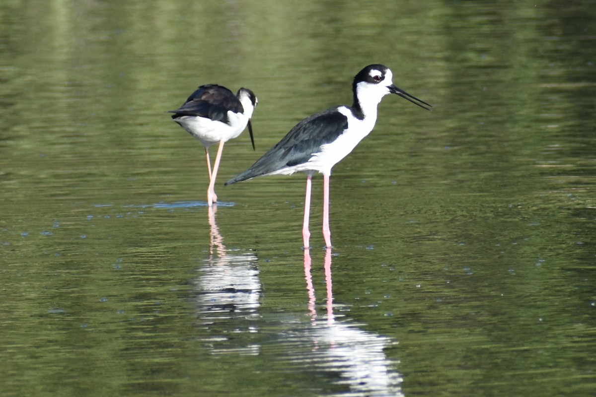 Black-necked Stilt - ML611890827