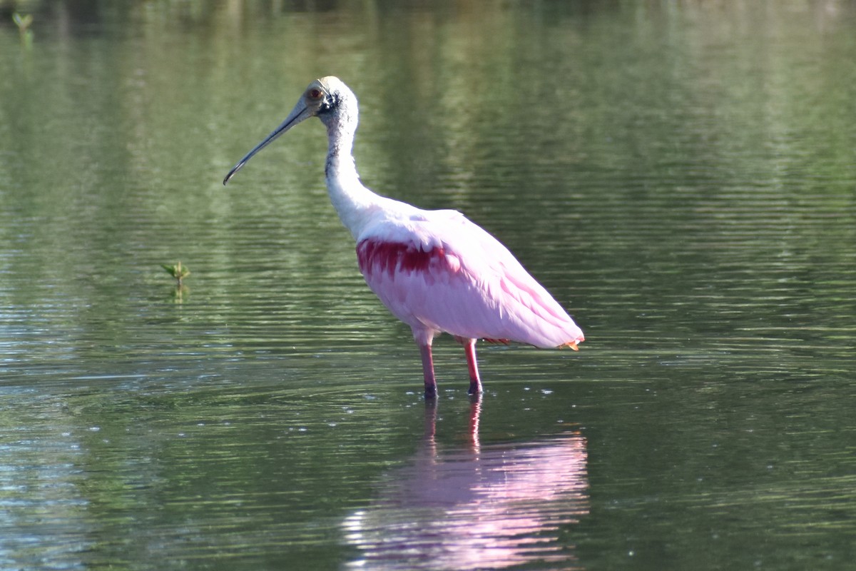 Roseate Spoonbill - ML611890847