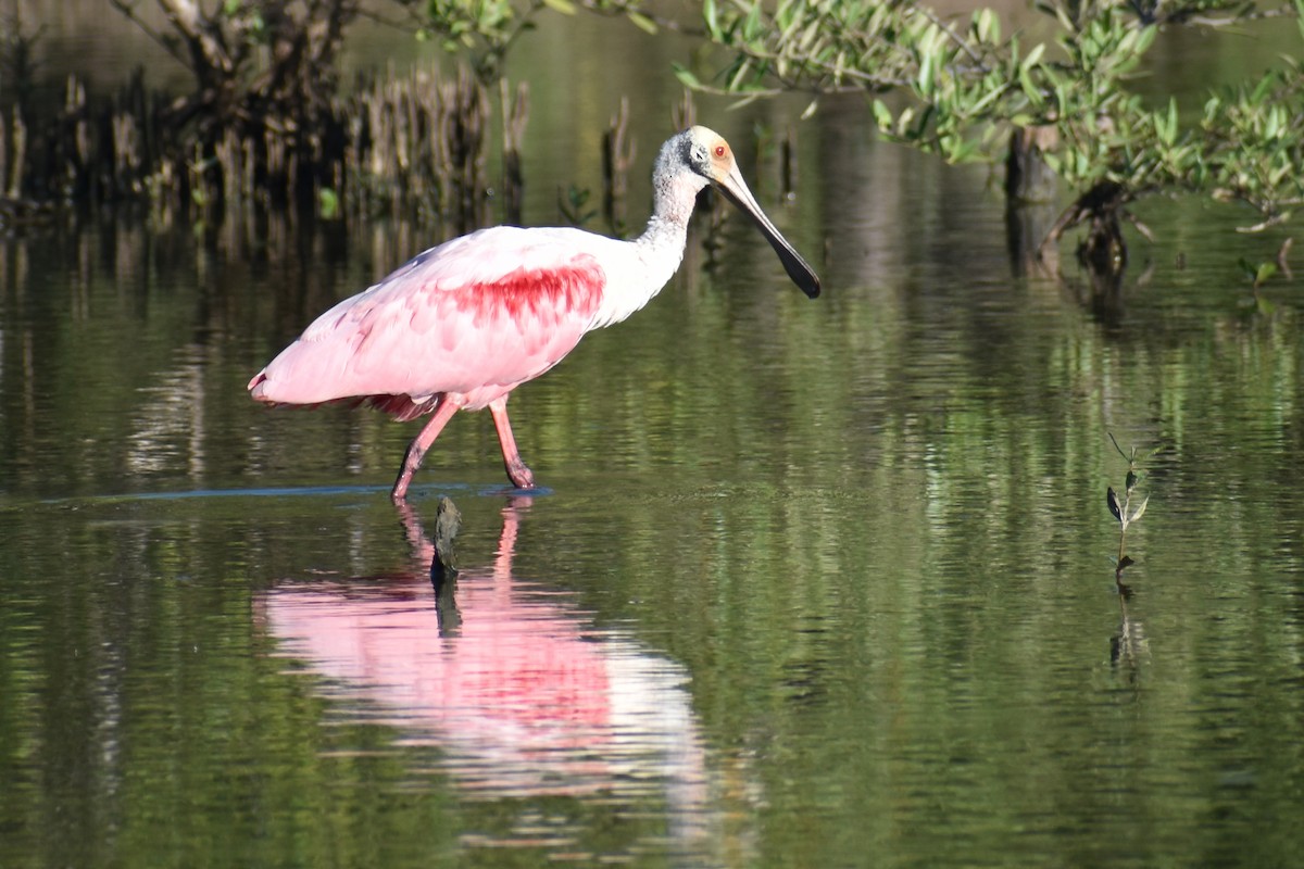 Roseate Spoonbill - ML611890848