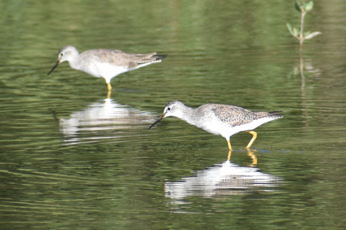 Lesser Yellowlegs - ML611890856