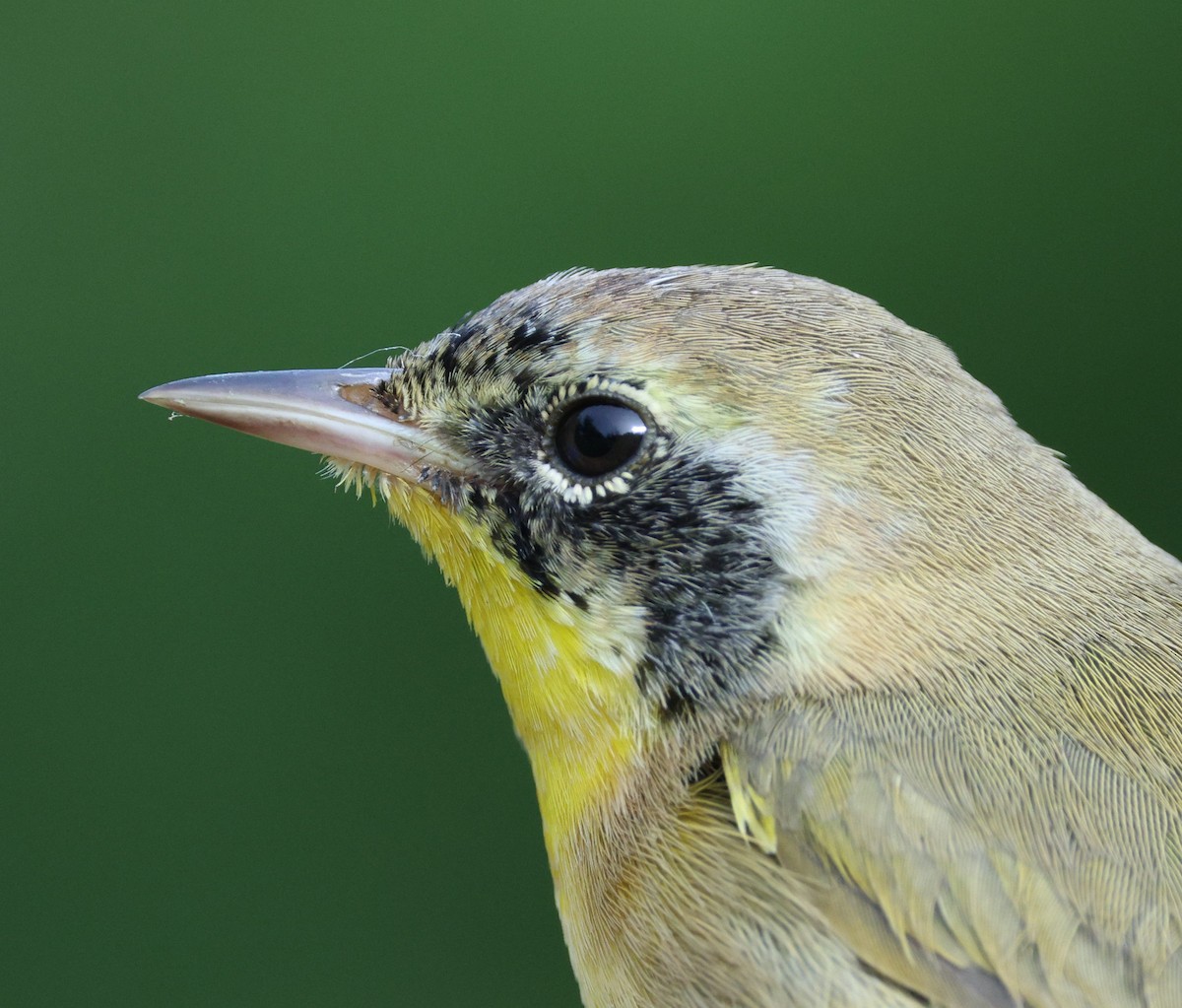 Common Yellowthroat - ML611890872