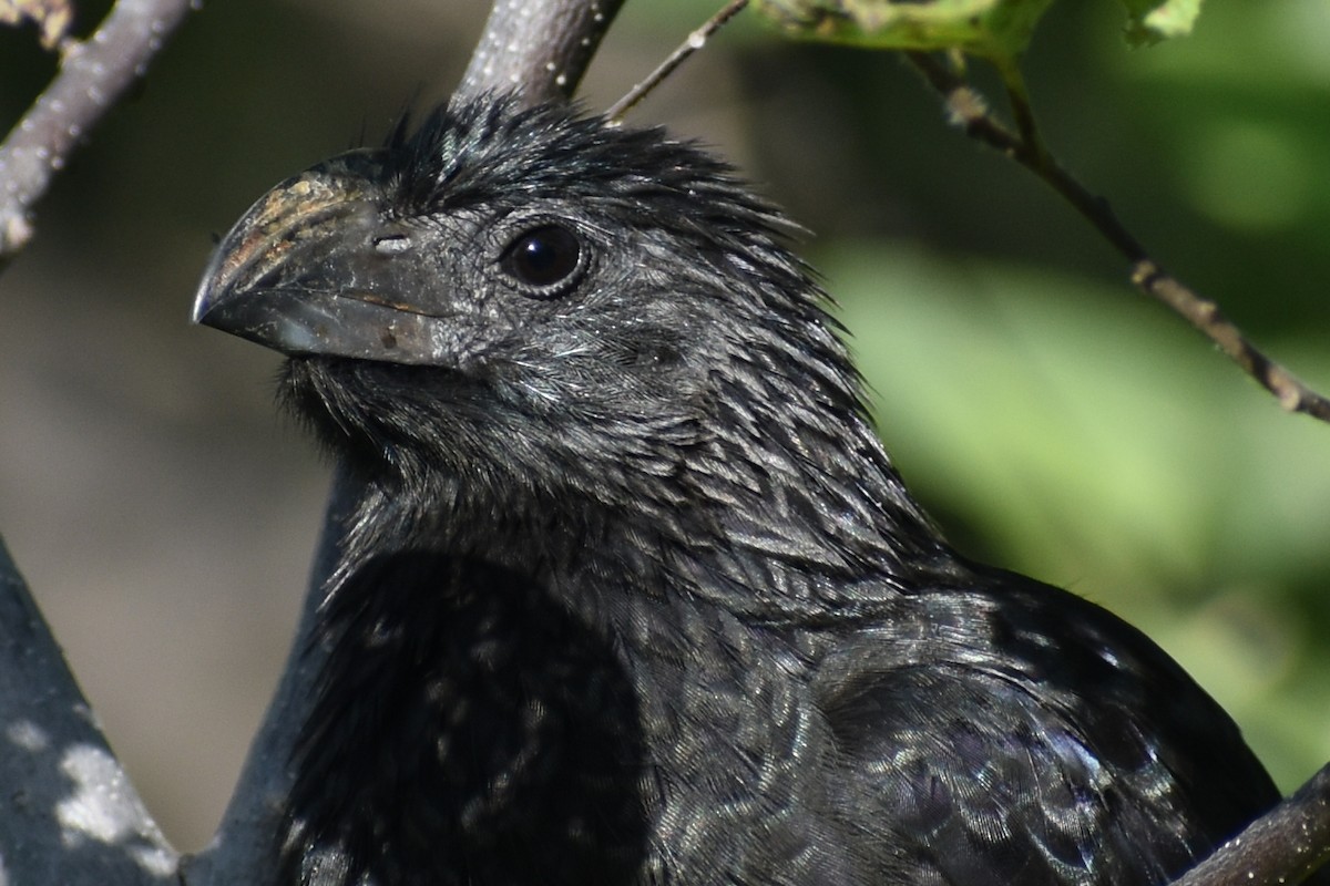 Groove-billed Ani - ML611890947