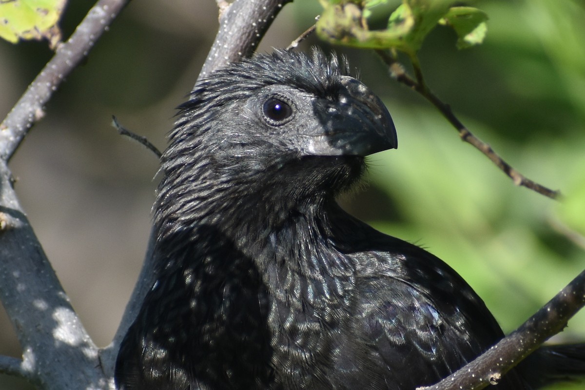 Groove-billed Ani - ML611890948