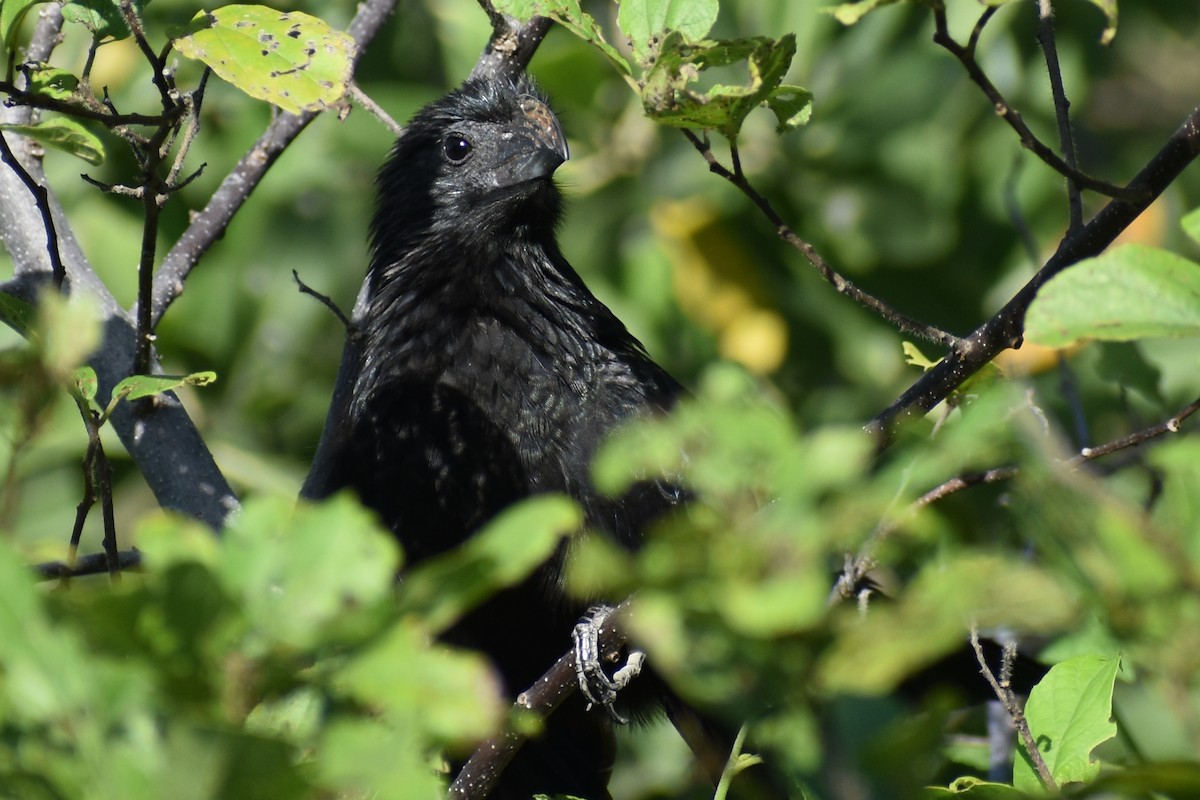 Groove-billed Ani - ML611890949
