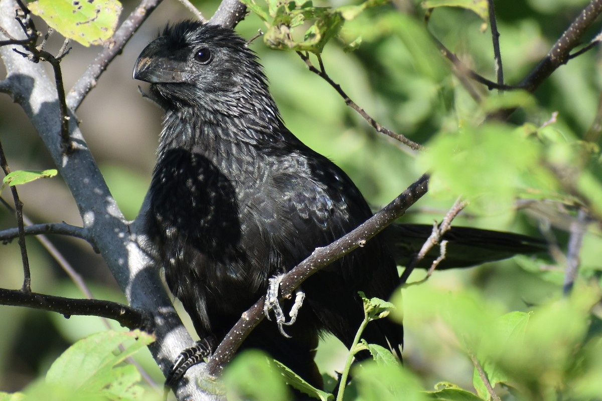 Groove-billed Ani - ML611890950