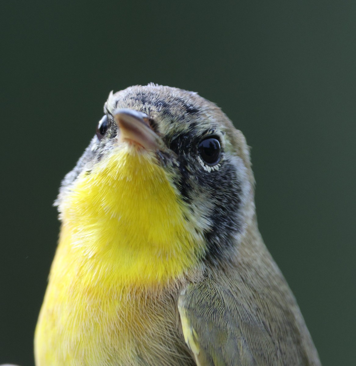 Common Yellowthroat - ML611890952