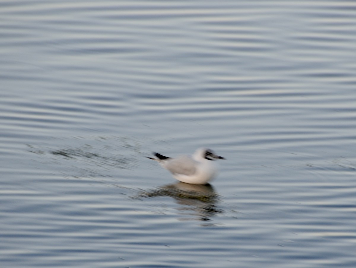 Andean Gull - ML611890986