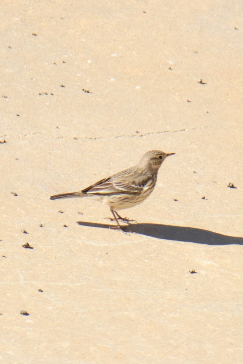 American Pipit - Juan Aguayo