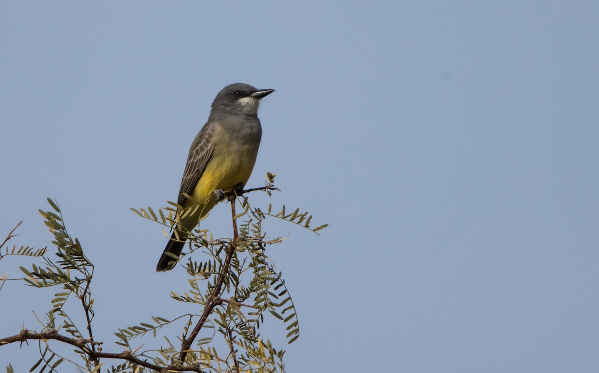 Cassin's Kingbird - Daniel Ward