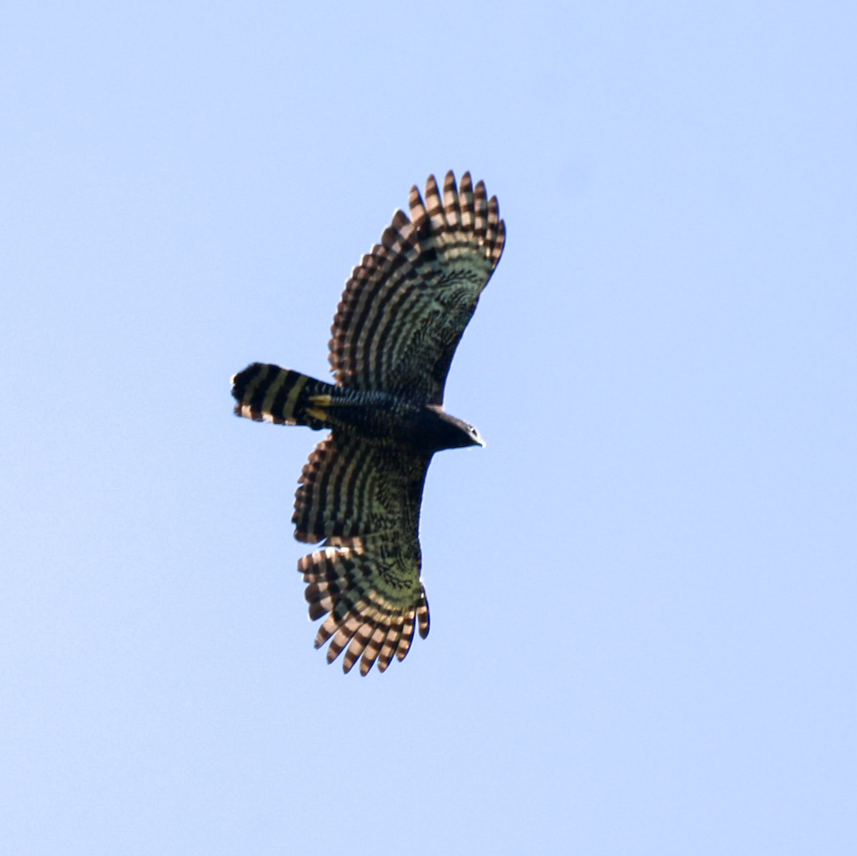 Águila Negra - ML611891149