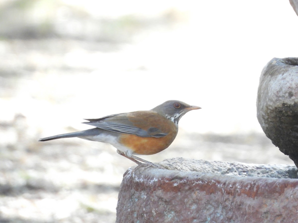 Rufous-backed Robin - Donna Bazzo