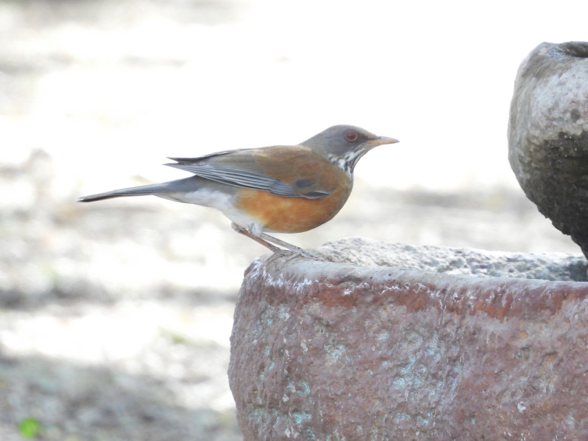 Rufous-backed Robin - ML611891194