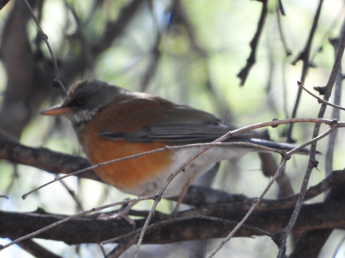 Rufous-backed Robin - Donna Bazzo