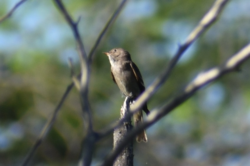 Western Wood-Pewee - ML611891311