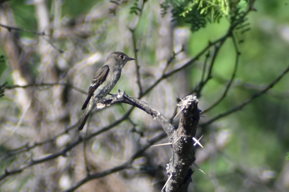 Western Wood-Pewee - ML611891313