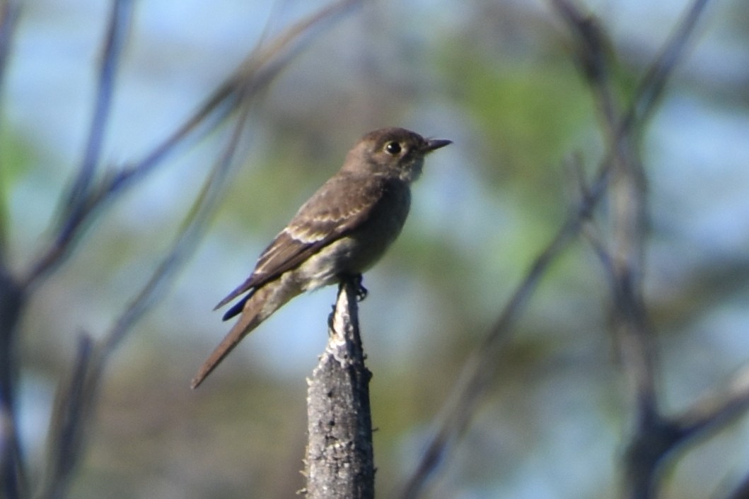 Western Wood-Pewee - ML611891314
