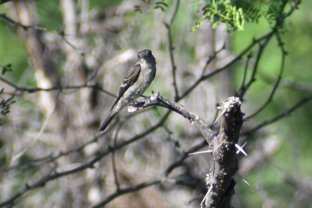 Western Wood-Pewee - ML611891315