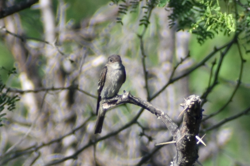 Western Wood-Pewee - ML611891316